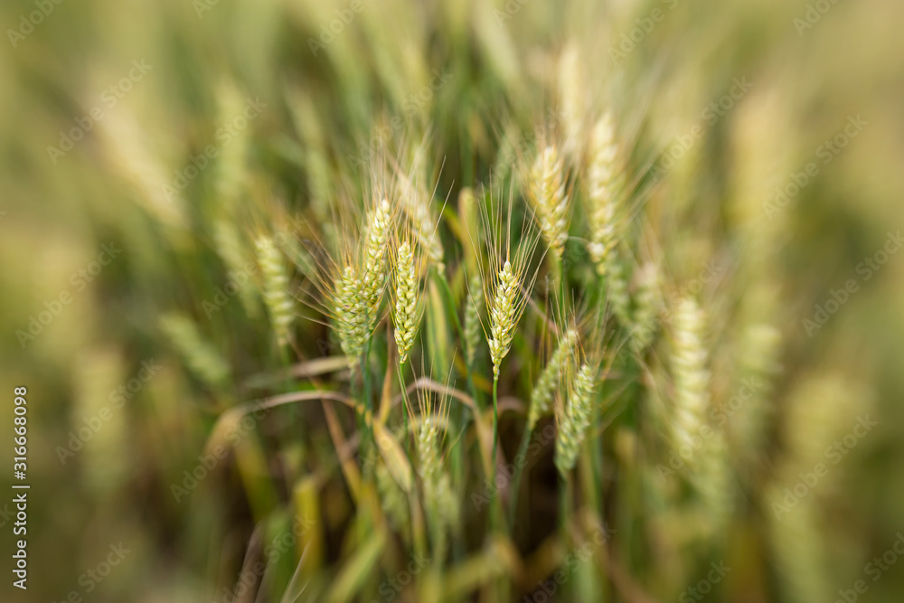 Spikelets of wheat Triticum, among the blurred background of the field. Spikelets of wheat Triticum, among the blurred background of the field.