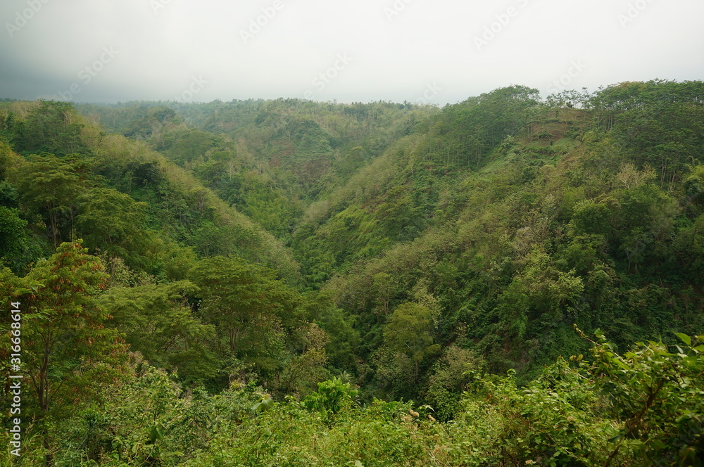 wilderness with the dominance of trees, grass and other plants in the mountains