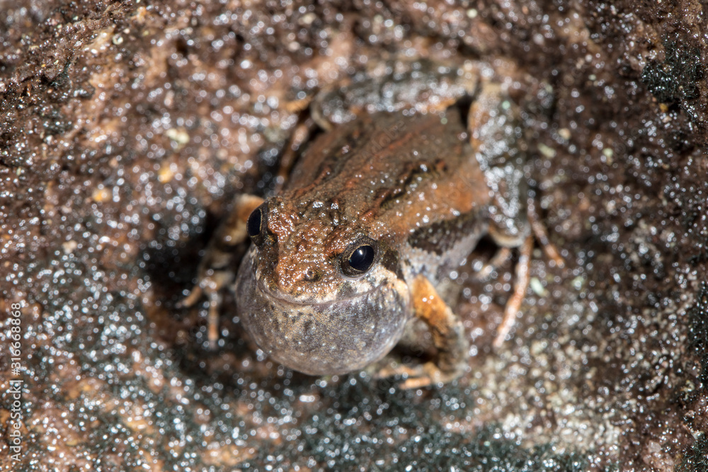 Common Eastern Froglet calling with vocal sac inflated