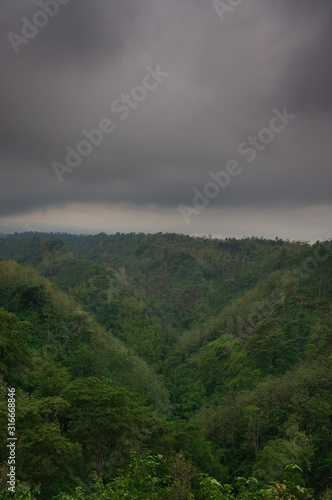 wilderness with the dominance of trees, grass and other plants in the mountains