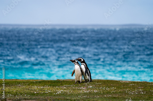 ペンギン ブリーカー島 フォークランド諸島 Bleaker Island