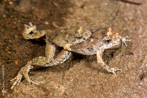 Pair of Common Eastern Froglets mating