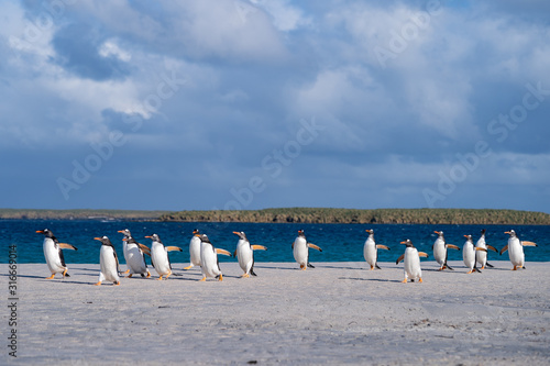 ペンギン ブリーカー島 フォークランド諸島 Bleaker Island © Earth theater