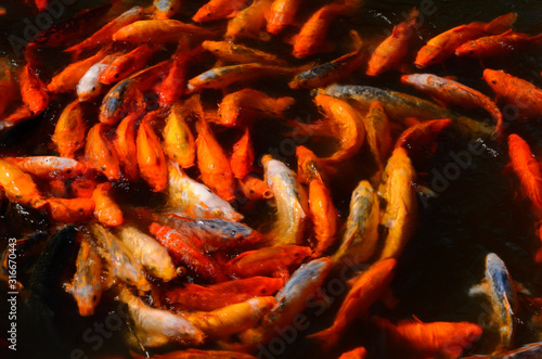 Blurred close of feeding frenzy of orange Koi fish at a YuYuan Gardens pond in Shanghai China