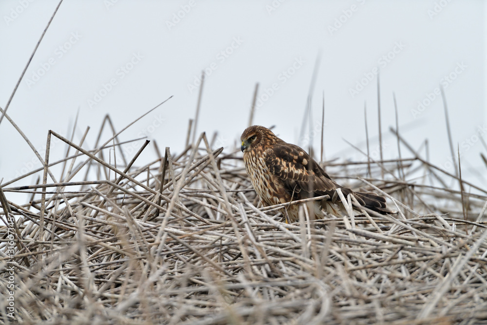 Cooper's Hawk in the Nest at Merced Wildlife Refuge, California, USA Cooper's Hawk in the Nest at Merced Wildlife Refuge, California, USA