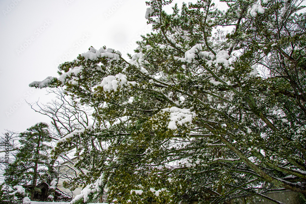 Obraz premium 雪景色