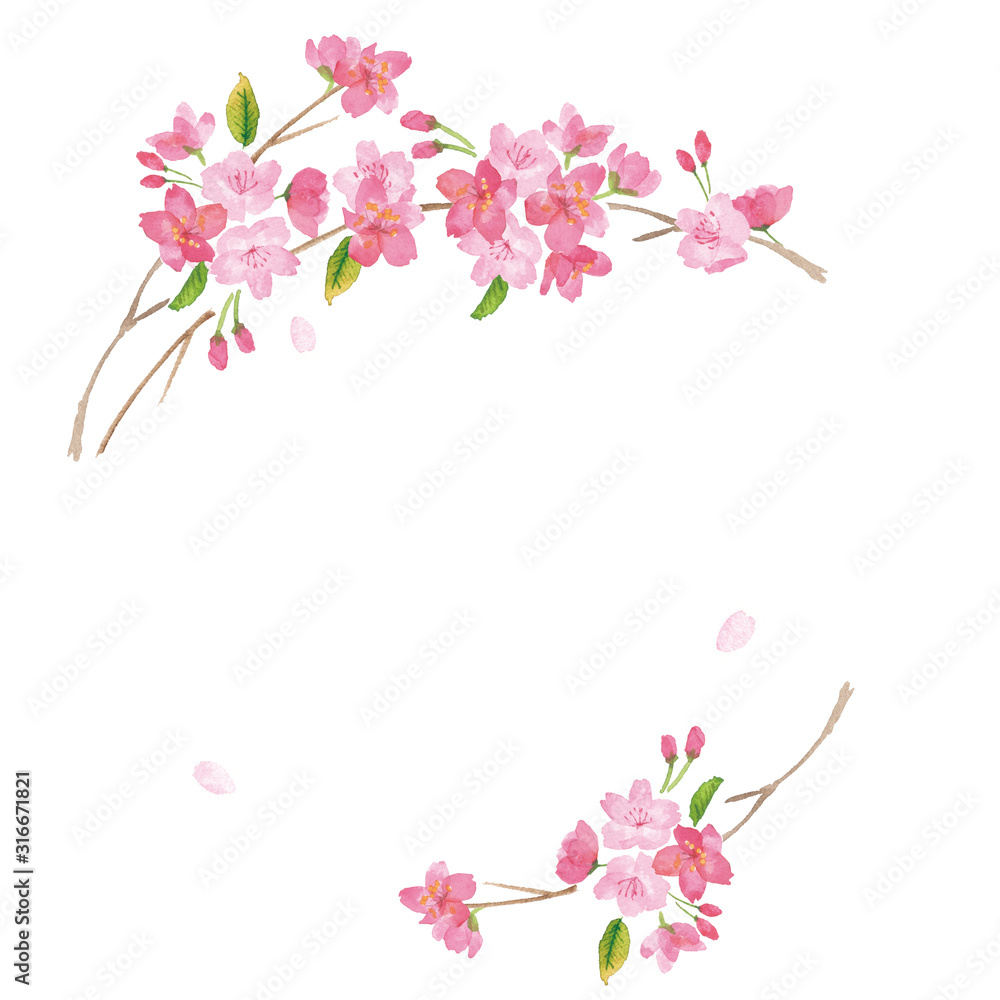桜　水彩　背景イラスト