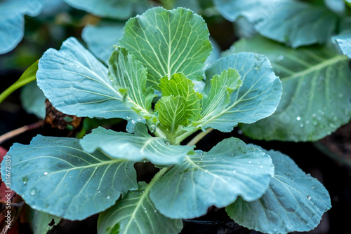 Collard greens,Organic Collard Greens, cabbage in the garden with copy space © คุณ ศรัญ