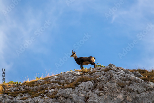 Chamois standing on a mountain pasture