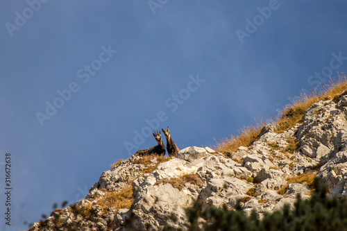 Two chamoises looking towards camera © klemen