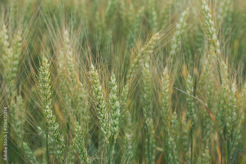 Spikelets of wheat Triticum, on a blurred background of the field. Filtered photo. Farming. Rich harvest.