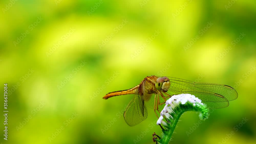 4K beautiful yellow black dragonfly flying catch on tree in beautiful morning sunrise. Dragonfly is characterize large multifaceted eyes two pairs of strong transparent wings colored patches