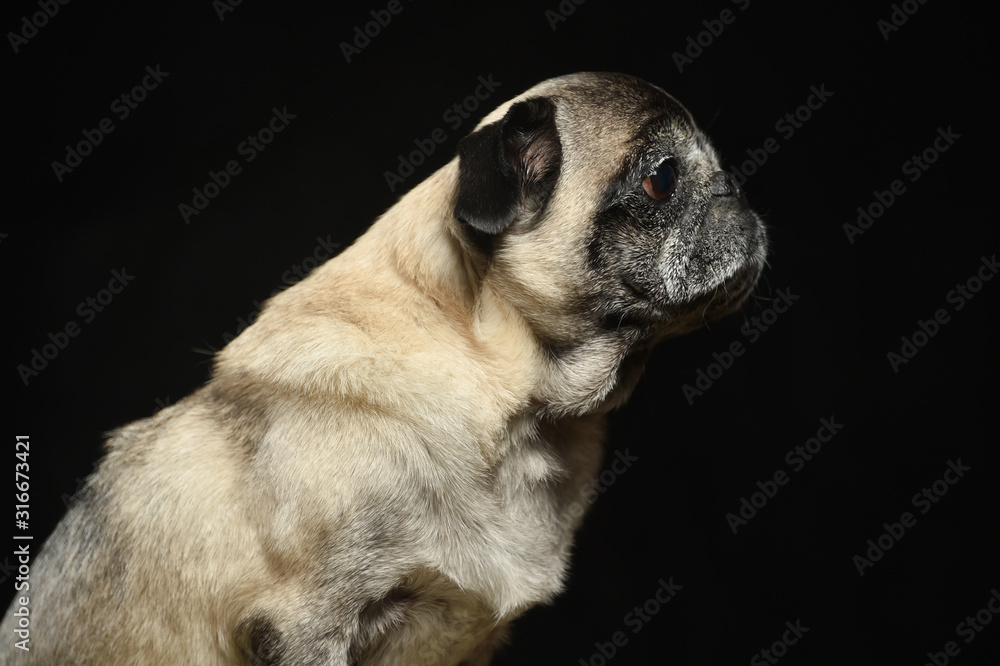 Fototapeta premium パグ