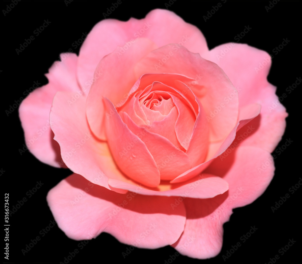 Art photo rose petals isolated on the black blurred background. Closeup. For design, texture, background. Nature. Art photo rose petals isolated on the black blurred background. Closeup. For design, texture, background. Nature.