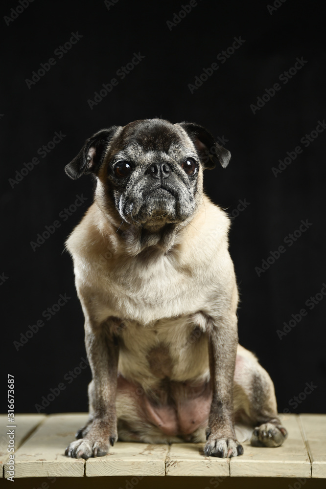 Obraz premium パグ