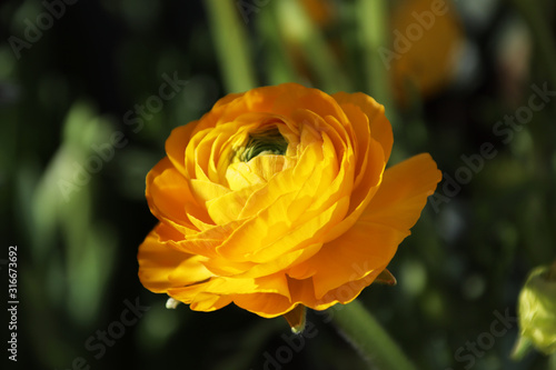 Yellow buttercup, graceful and luxurious, comparable to peony photo