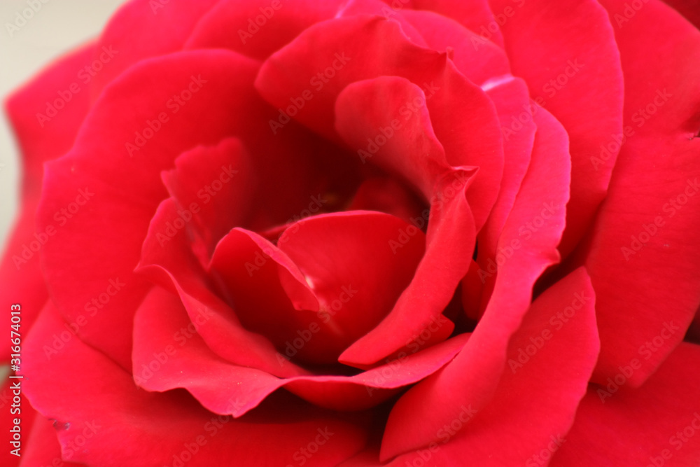 red rose on black background red rose on black background