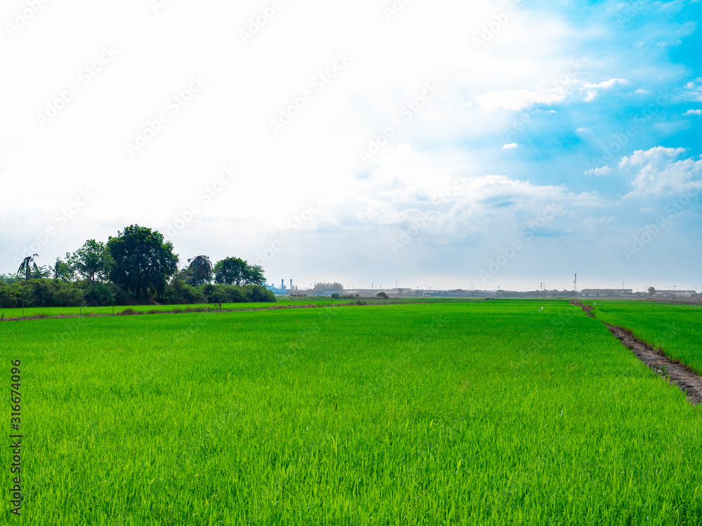 Green rice plants in the growing fields,Swamp rice plant, Background is blue sky and White clouds Beautiful nature in Ayutthaya Thailand,Tourist attraction Green rice plants in the growing fields,Swamp rice plant, Background is blue sky and White clouds Beautiful nature in Ayutthaya Thailand,Tourist attraction