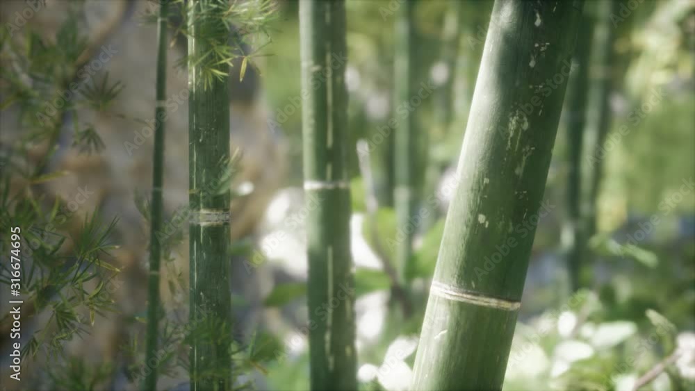 Green Bamboo trees forest background. Shallow DOF Green Bamboo trees forest background. Shallow DOF