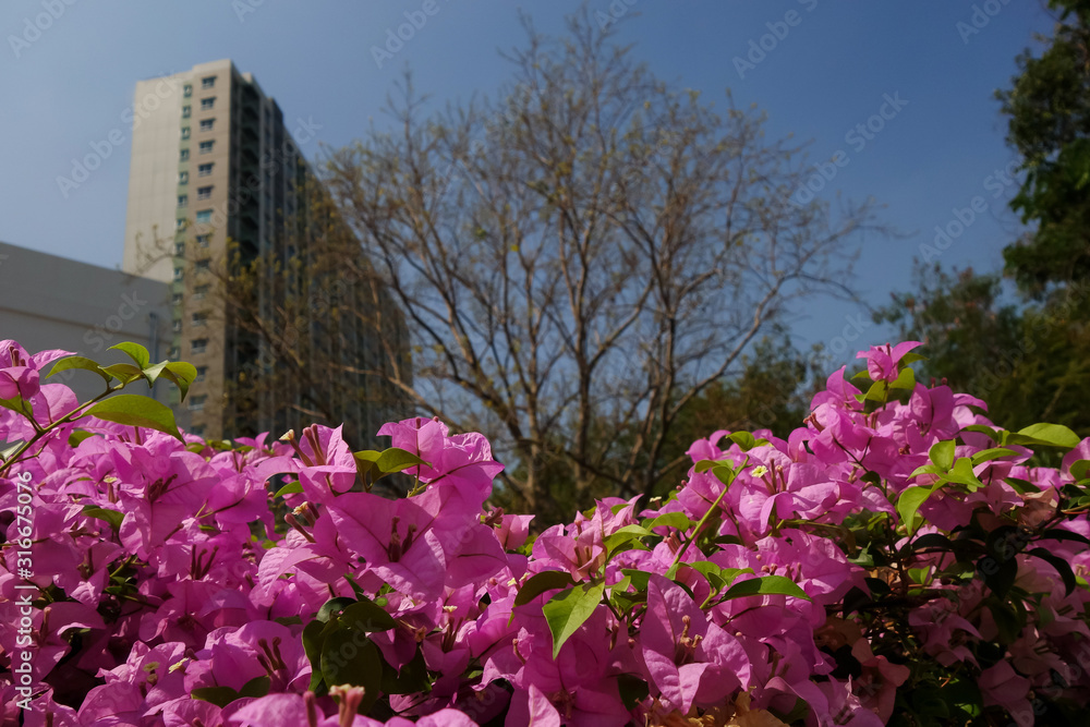 Relaxing in town with branch of bougainvillea flowers