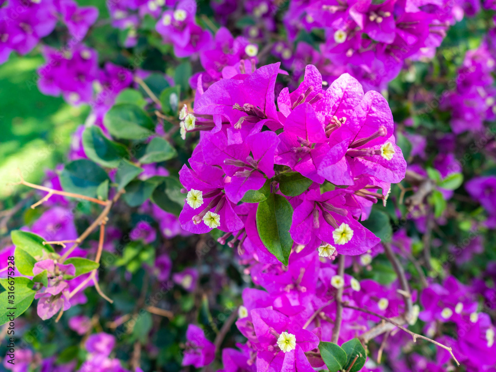 Bougainvillea flower Purple In full bloom,In Bang Pa In Royal Palace Ayutthaya Thailand