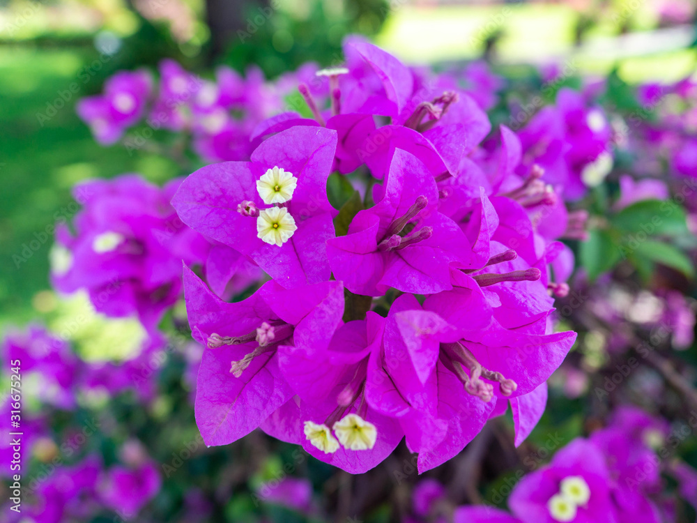 Bougainvillea flower Purple In full bloom,In Bang Pa In Royal Palace Ayutthaya Thailand Bougainvillea flower Purple In full bloom,In Bang Pa In Royal Palace Ayutthaya Thailand