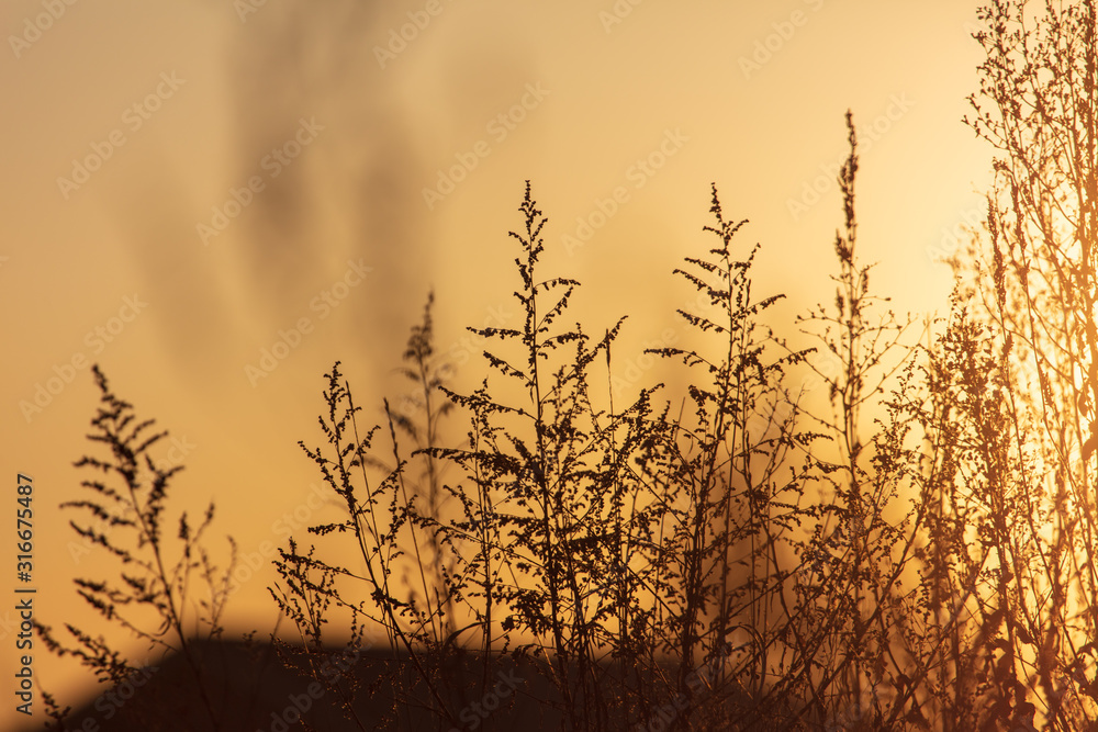 Dry grass at dawn of the sun Dry grass at dawn of the sun