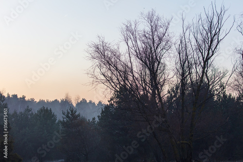 Leafless tree branches in the morning
