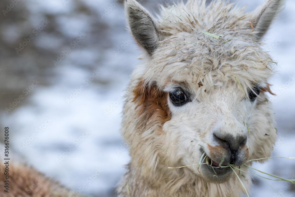 Fototapeta premium Close up of White Alpaca Looking Straight Ahead. Beautiful llama farm animal at petting zoo.