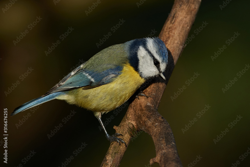 Obraz premium Blue Tit (Cyanistes caeruleus)