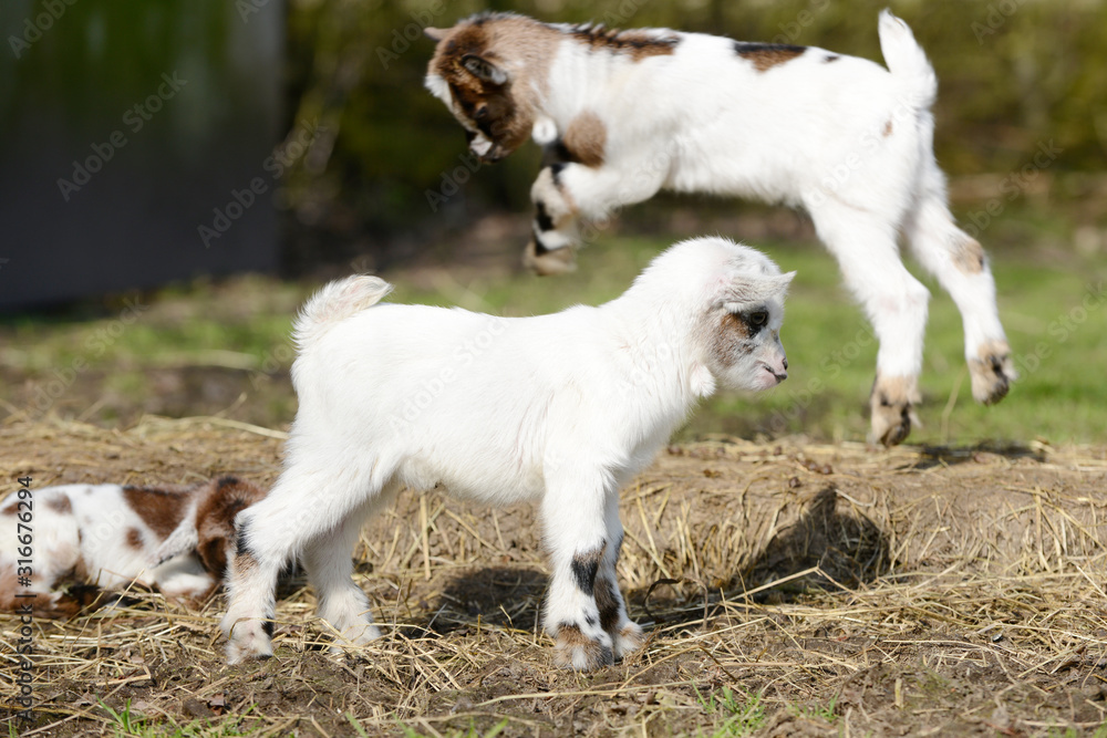 white small cute goat kids on straw in front of jumping goat kid white small cute goat kids on straw in front of jumping goat kid