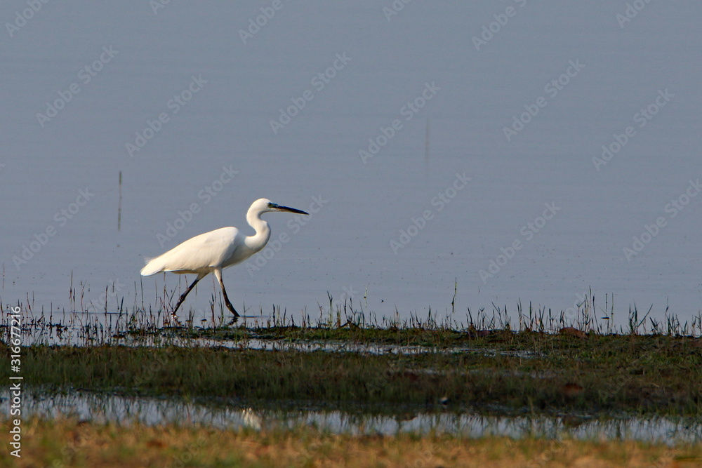 Fototapeta premium Egret