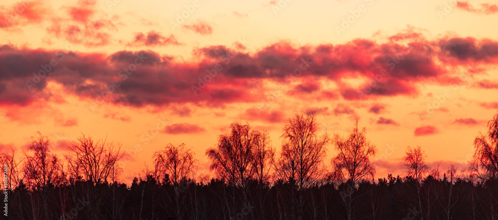 Leafless tree branches in the morning - obrazy, fototapety, plakaty 