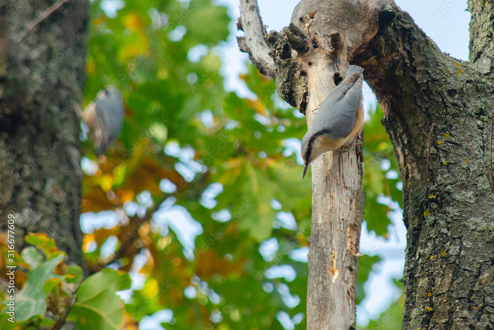 Naklejka premium funny nuthatch sitting on a tree