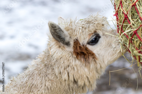 Portrait of a cute alpaca munching on hay. Beautiful llama farm animal at petting zoo.