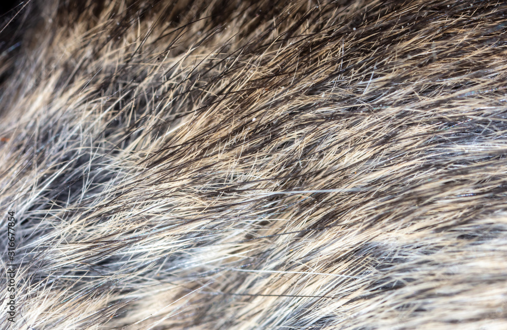 Mouse wool as an abstract background Mouse wool as an abstract background