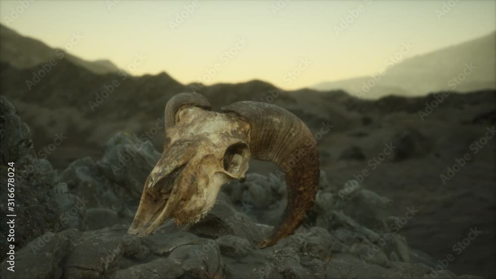 European mouflon ram skull in natural conditions in rocky mountains European mouflon ram skull in natural conditions in rocky mountains