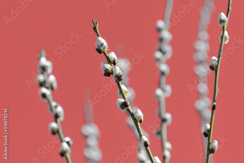Pussy-willow branches on an abstract red background close up
