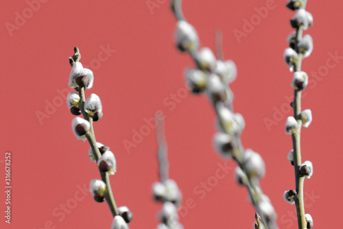 Pussy-willow branches on an abstract red background close up