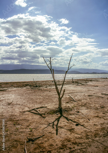 dry lake with a dead tree