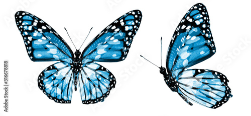 Color butterflies , isolated on white background