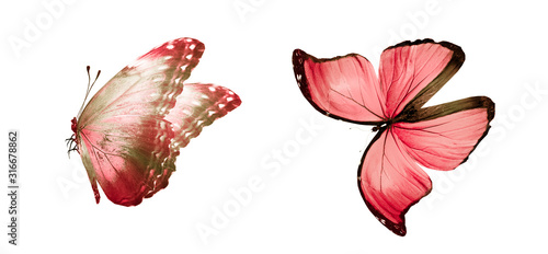 Color butterflies   isolated on white background