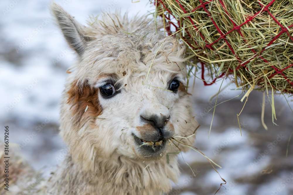 Obraz premium A funny alpaca close-up eating grass and chewing. Beautiful llama farm animal at petting zoo.