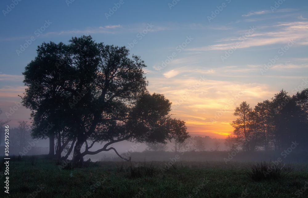 Early morning in foggy field. Lonely trees surrounded of green field and fog Early morning in foggy field. Lonely trees surrounded of green field and fog