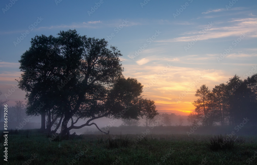 Early morning in foggy field. Lonely trees surrounded of green field and fog