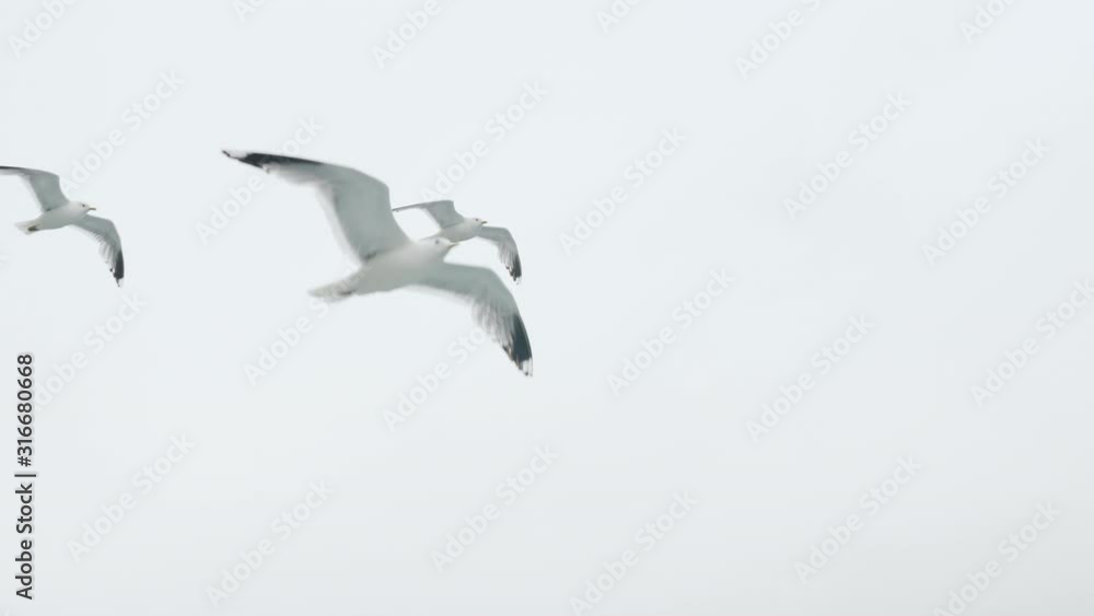 Lonely seagull soars in the sky on cloudy day Lonely seagull soars in the sky on cloudy day
