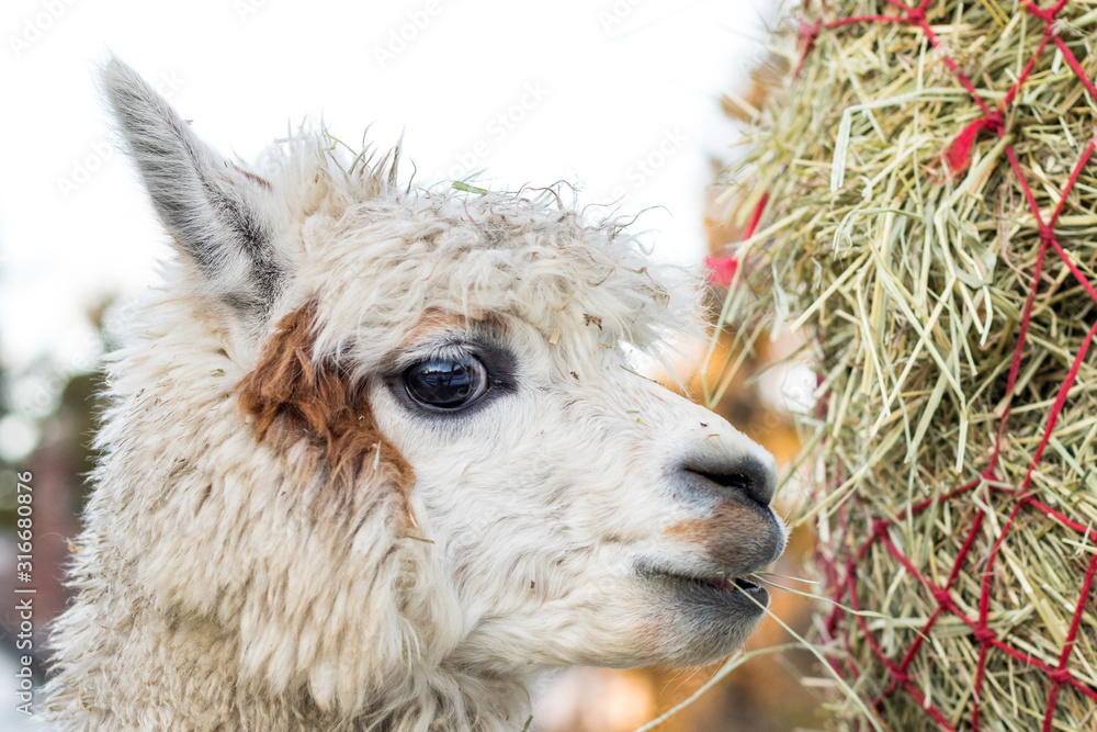 Fototapeta premium Funny alpaca eating hay. Beautiful llama farm animal at petting zoo.