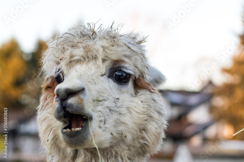 Funny alpaca eating hay. Beautiful llama farm animal at petting zoo. © Roman