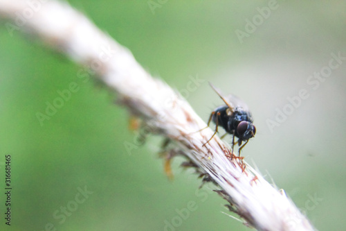 close up photo of a fly on a flower branch © arif saifuloh