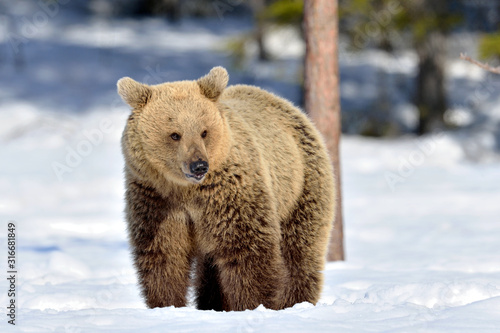 Bear at sunny winter day on the snow. Brown bear in winter forest. Scientific name: Ursus Arctos. Natural Habitat.